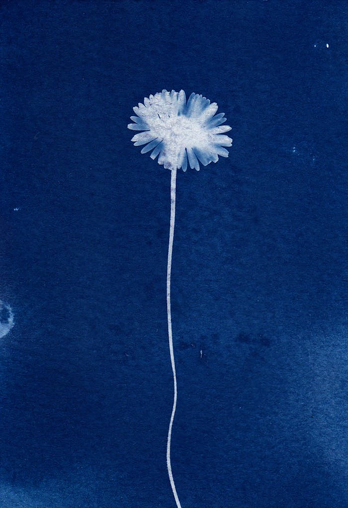 cyanotype-photo-of-a-flower-11790304 Elegant cyanotype print of a single white flower on a deep blue background, showcasing artistic minimalism.