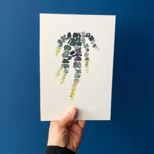 Aquarelle Ceropegia